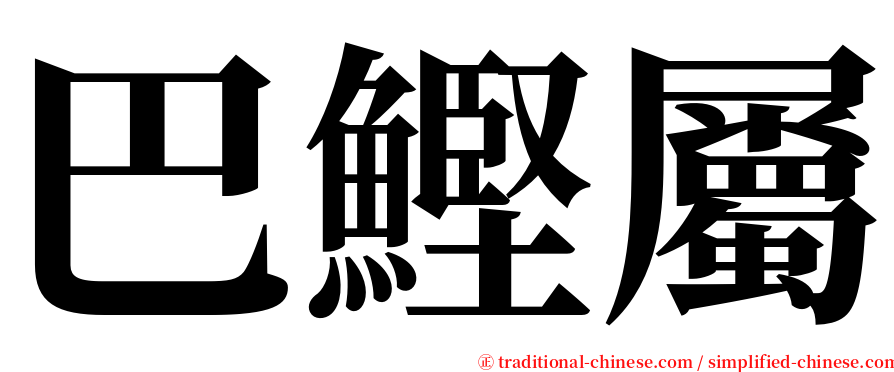 巴鰹屬 serif font