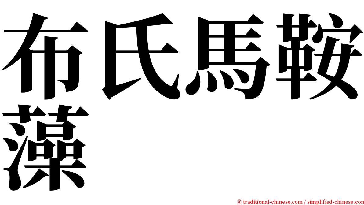 布氏馬鞍藻 serif font