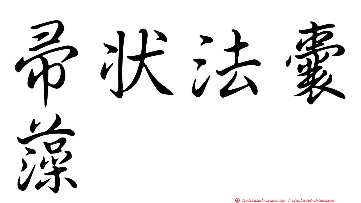 帚狀法囊藻