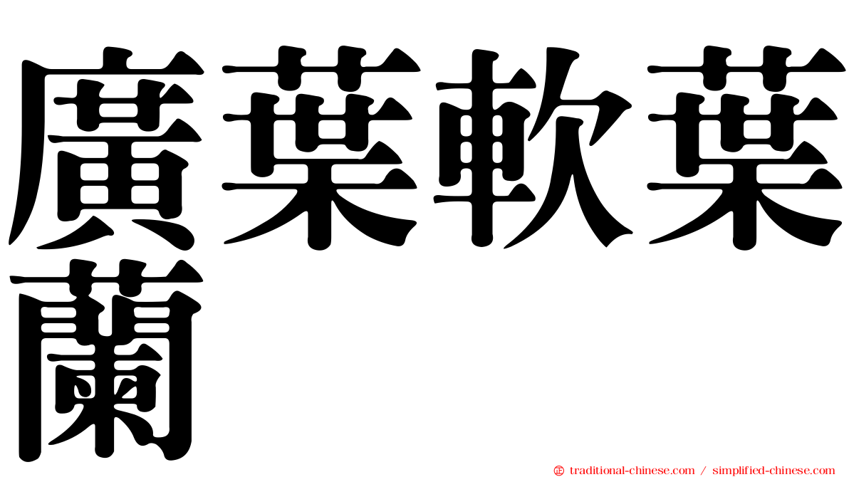 廣葉軟葉蘭