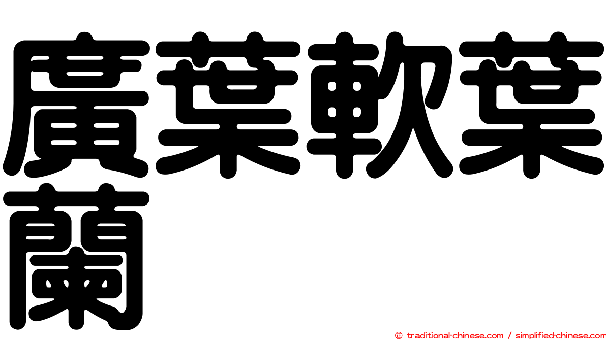 廣葉軟葉蘭