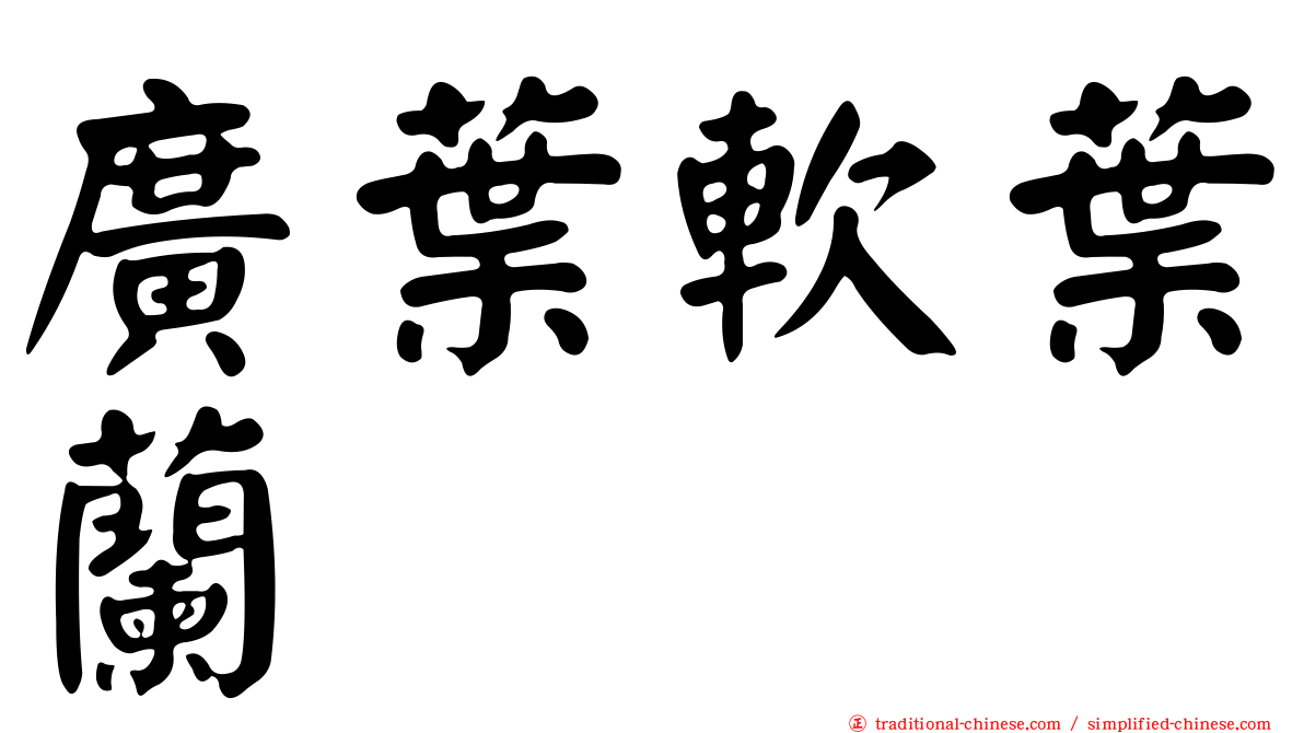 廣葉軟葉蘭