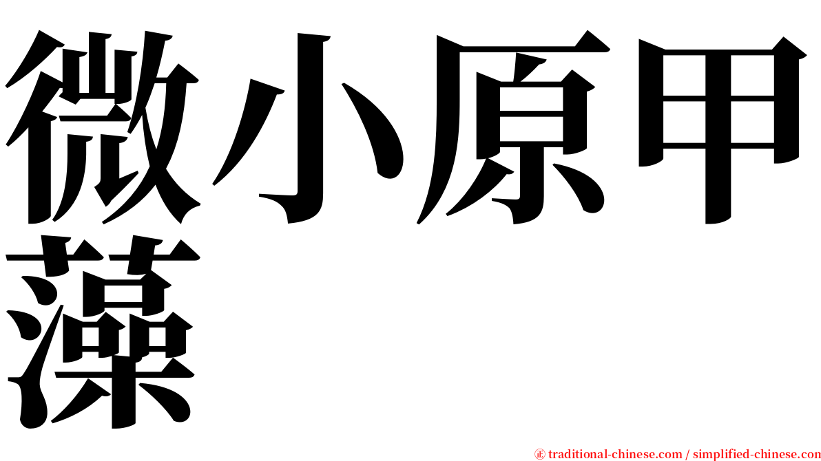 微小原甲藻 serif font