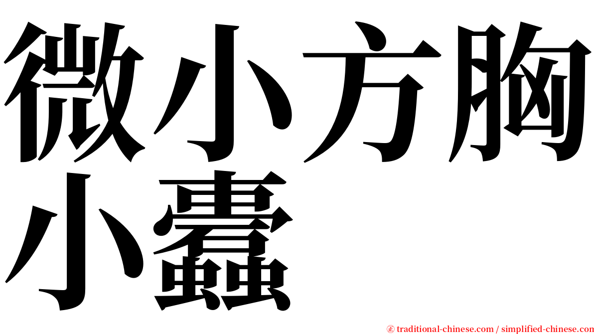 微小方胸小蠹 serif font