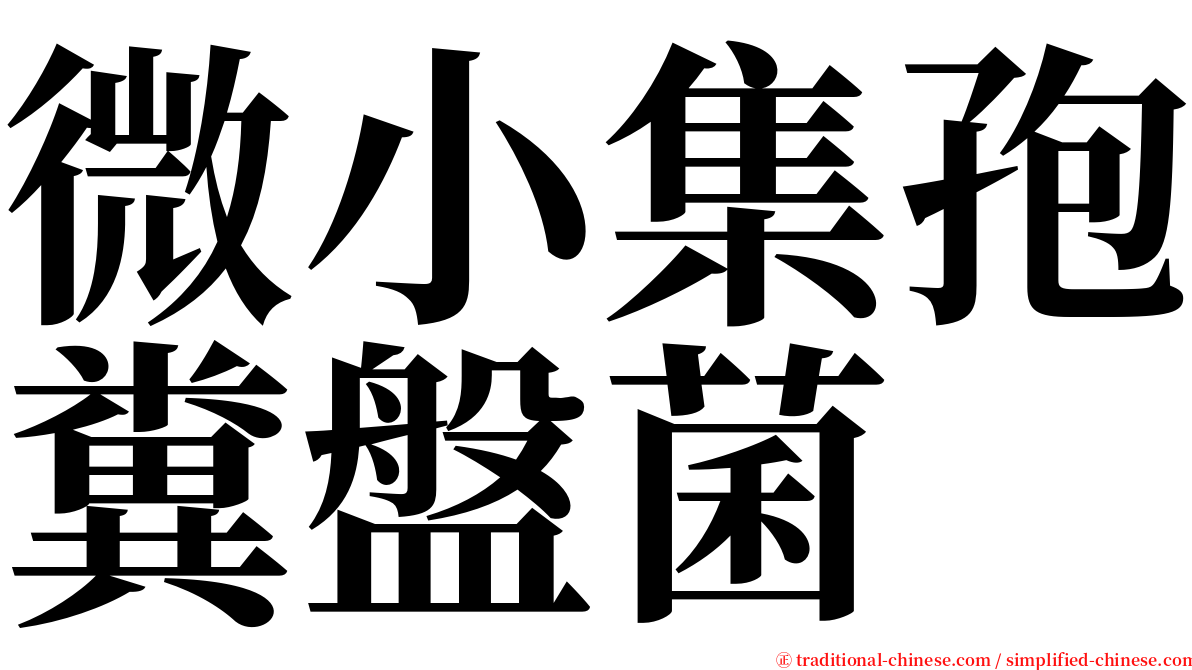 微小集孢糞盤菌 serif font