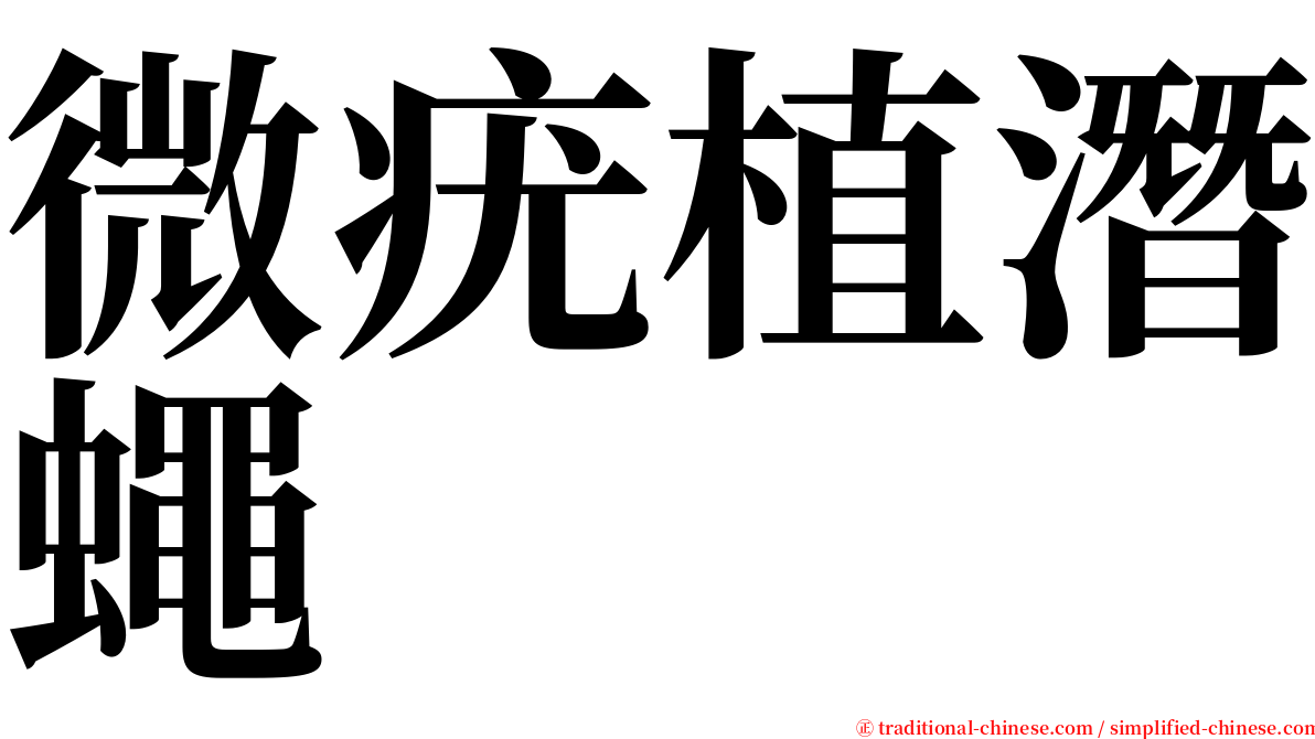 微疣植潛蠅 serif font