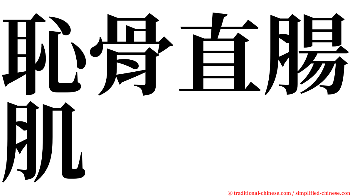 恥骨直腸肌 serif font