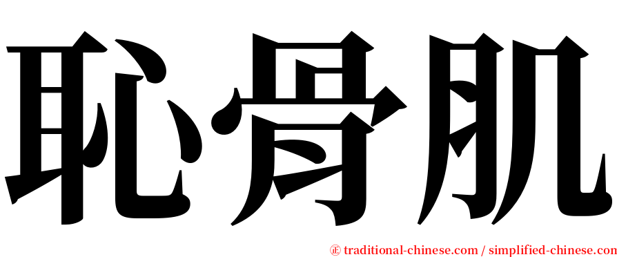 恥骨肌 serif font