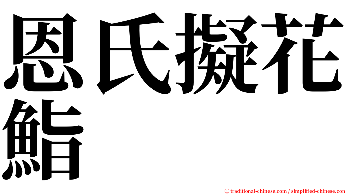 恩氏擬花鮨 serif font