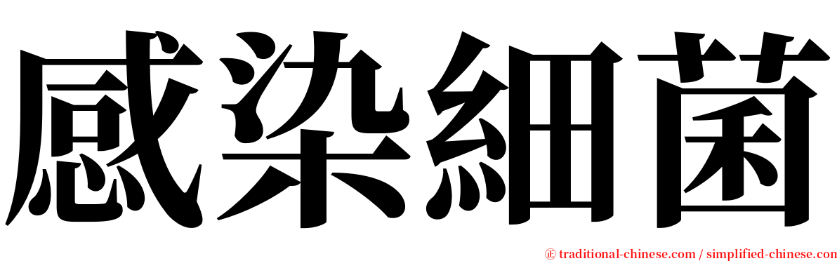 感染細菌 serif font