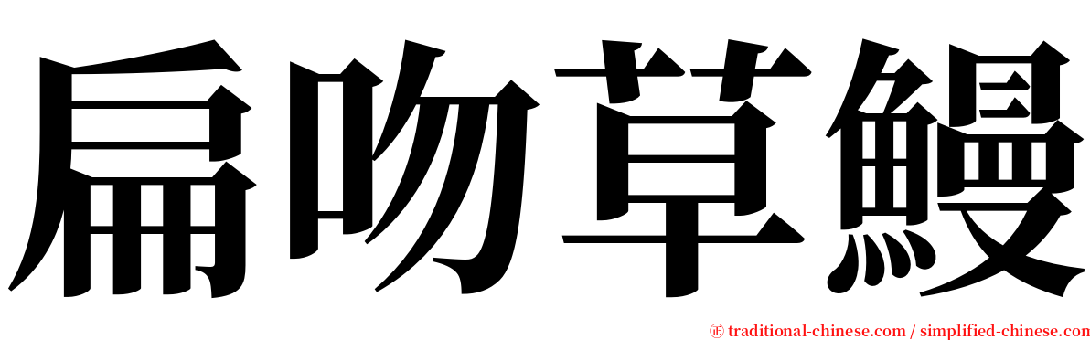扁吻草鰻 serif font
