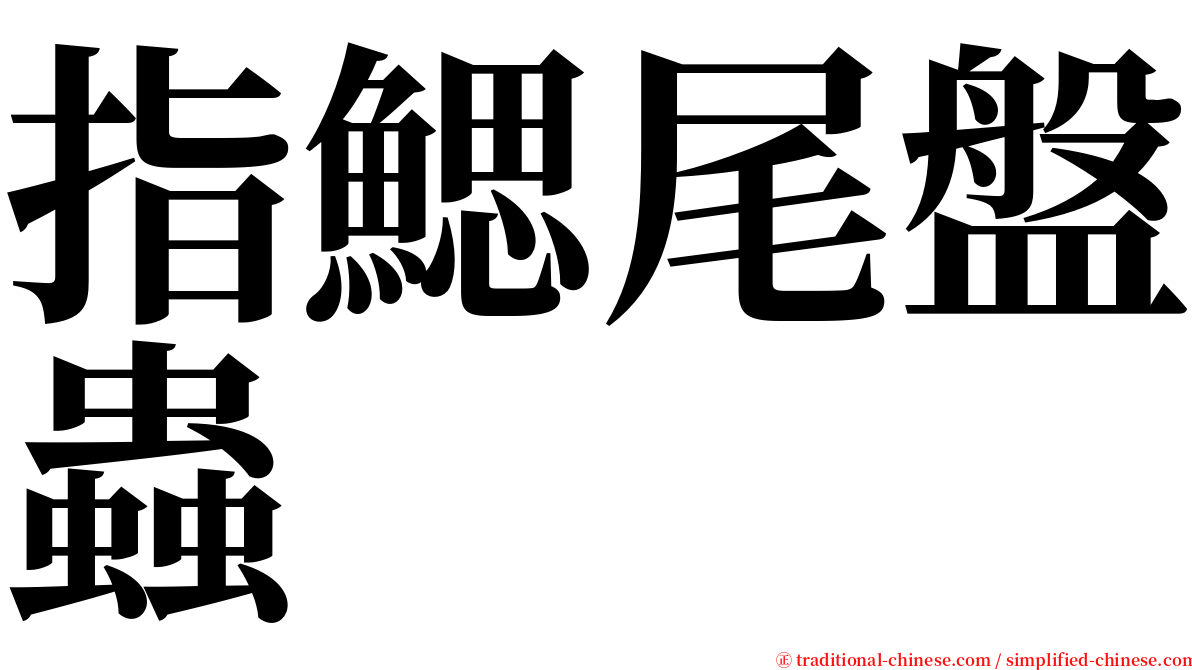 指鰓尾盤蟲 serif font