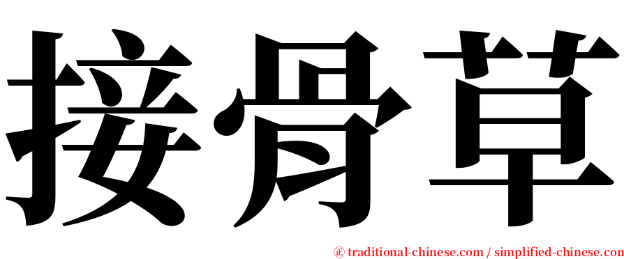 接骨草 serif font