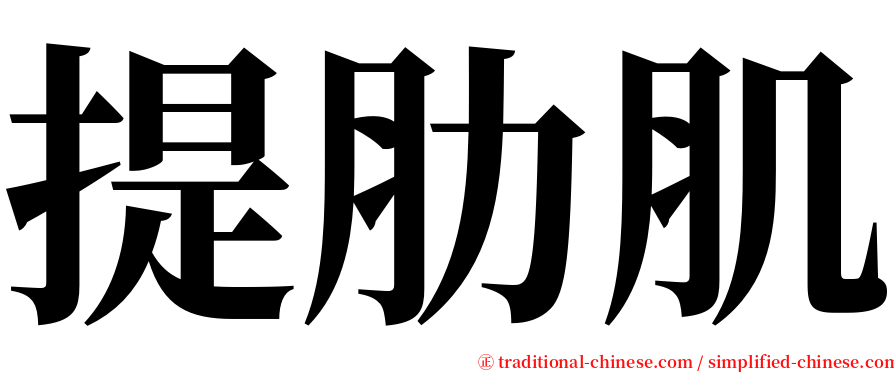 提肋肌 serif font