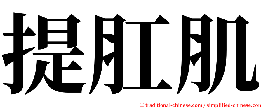 提肛肌 serif font