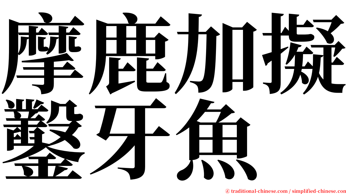 摩鹿加擬鑿牙魚 serif font