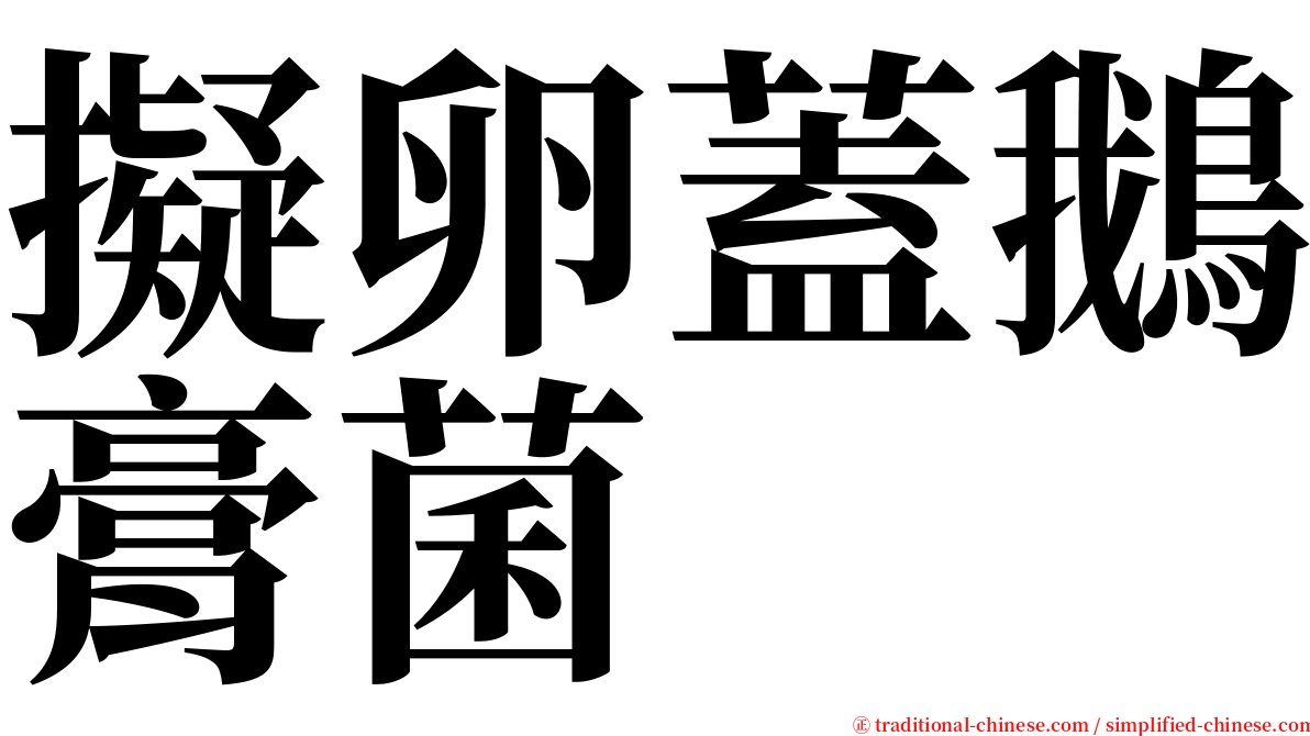 擬卵蓋鵝膏菌 serif font