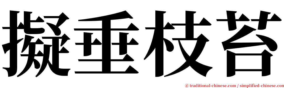 擬垂枝苔 serif font