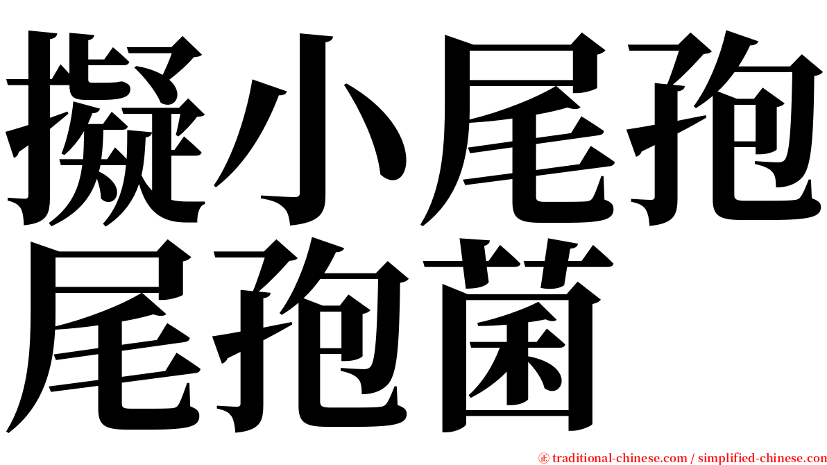 擬小尾孢尾孢菌 serif font