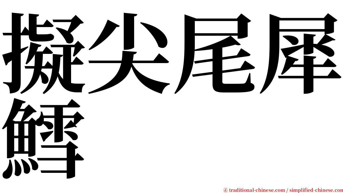 擬尖尾犀鱈 serif font