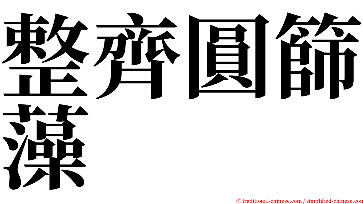 整齊圓篩藻 serif font