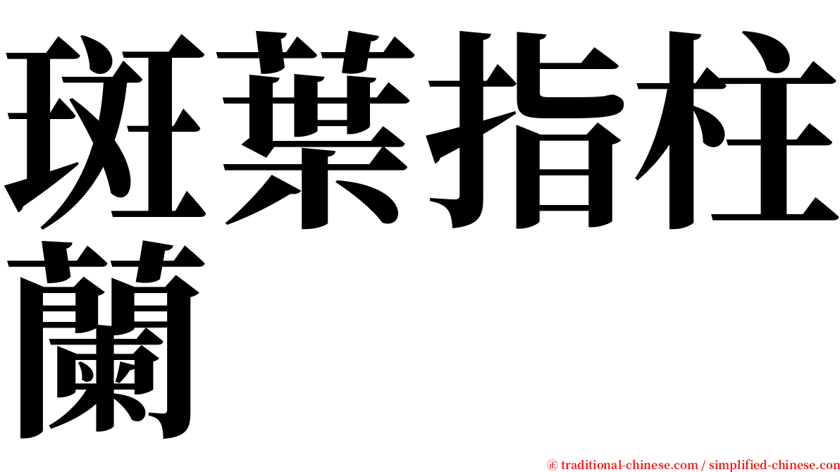 斑葉指柱蘭 serif font