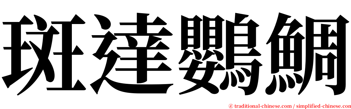 斑達鸚鯛 serif font