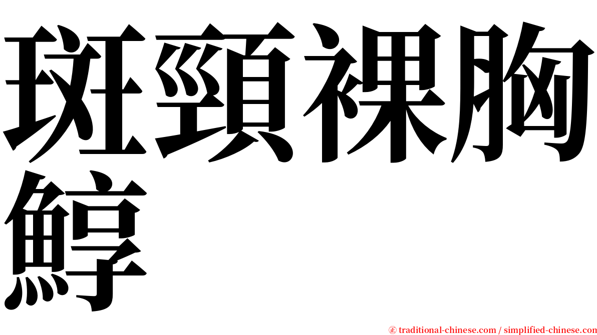 斑頸裸胸鯙 serif font