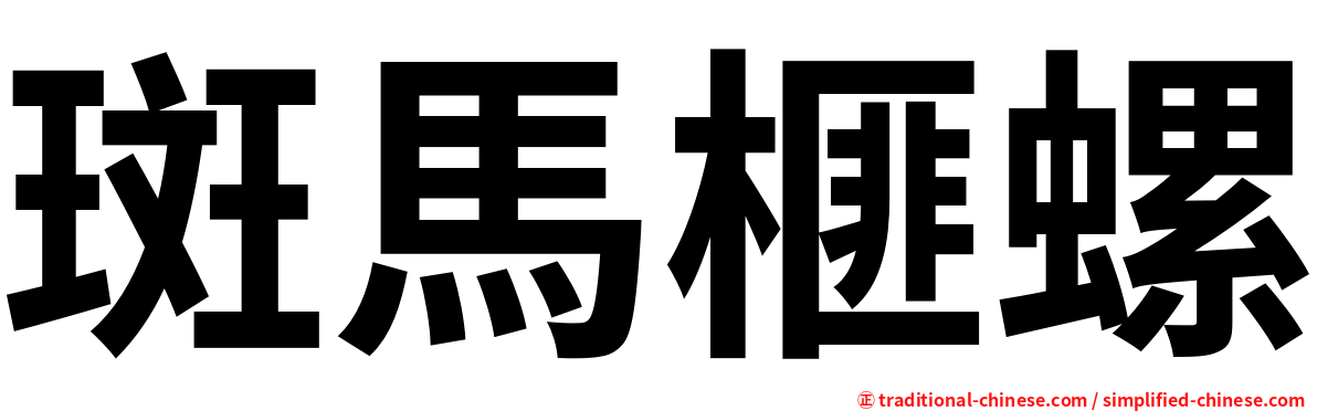 斑馬榧螺