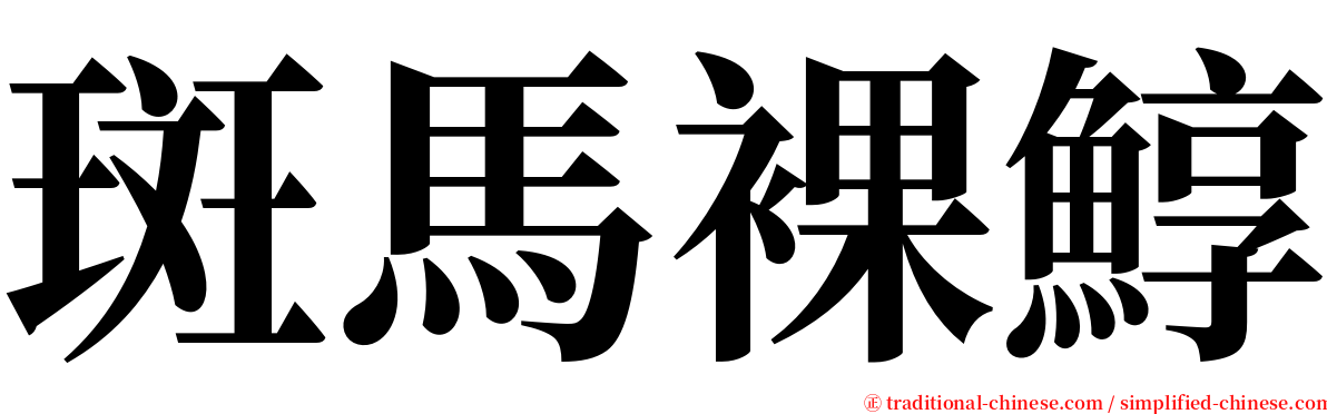 斑馬裸鯙 serif font