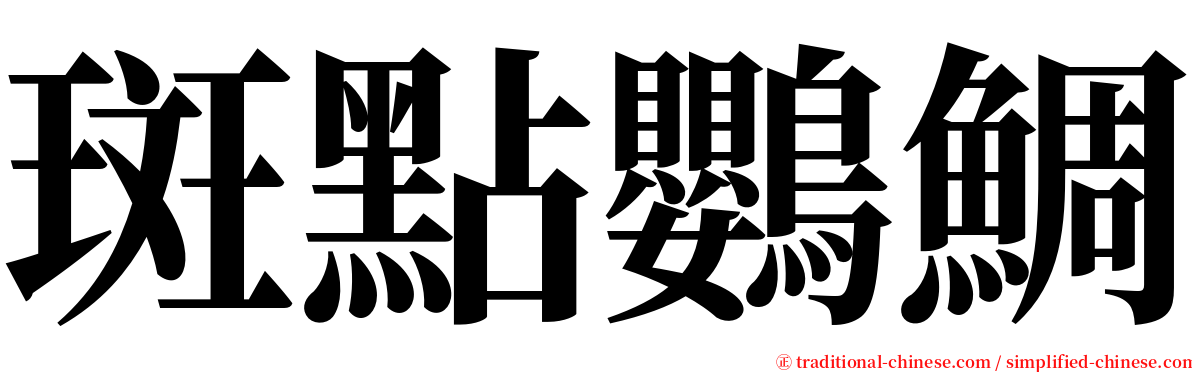 斑點鸚鯛 serif font