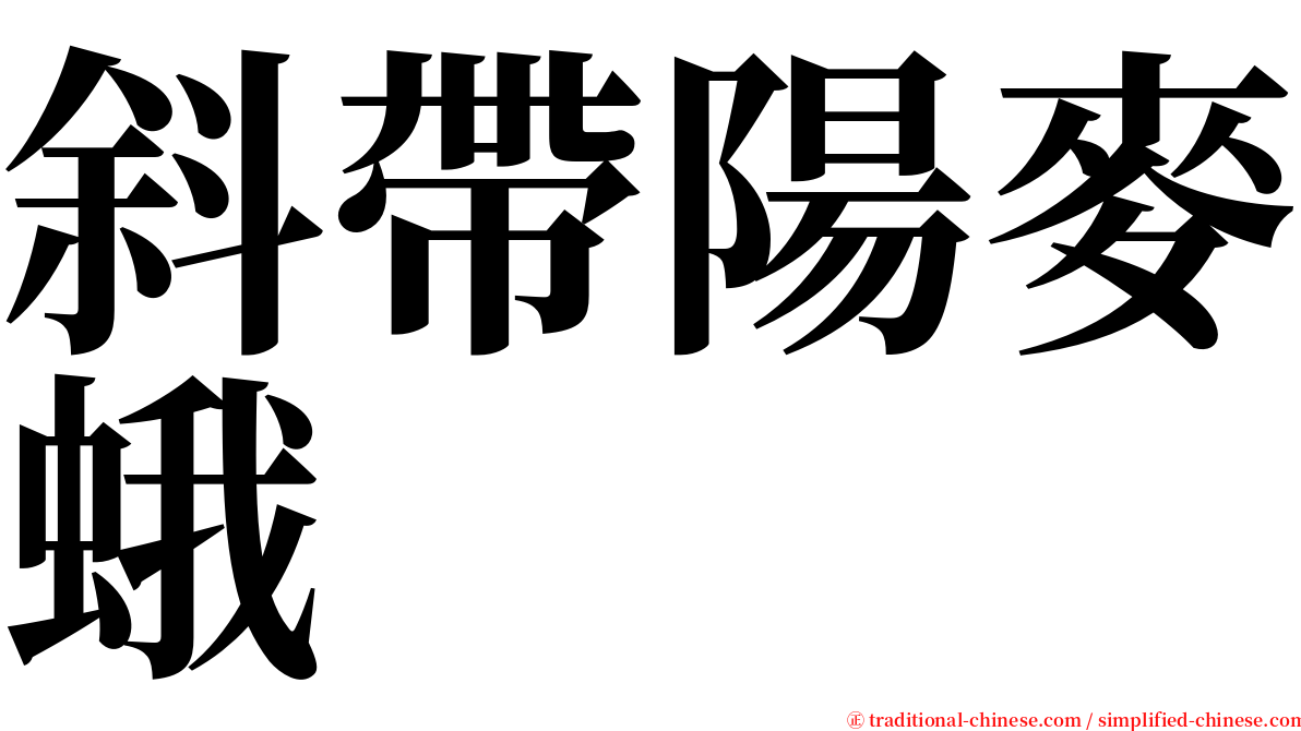 斜帶陽麥蛾 serif font