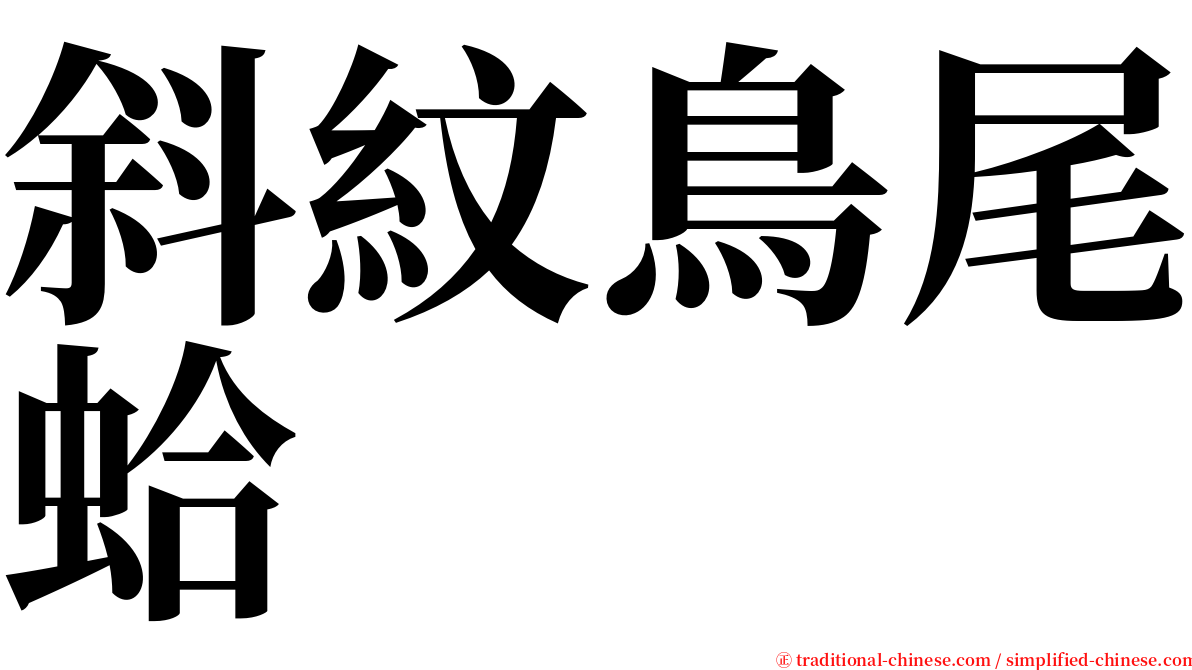 斜紋鳥尾蛤 serif font