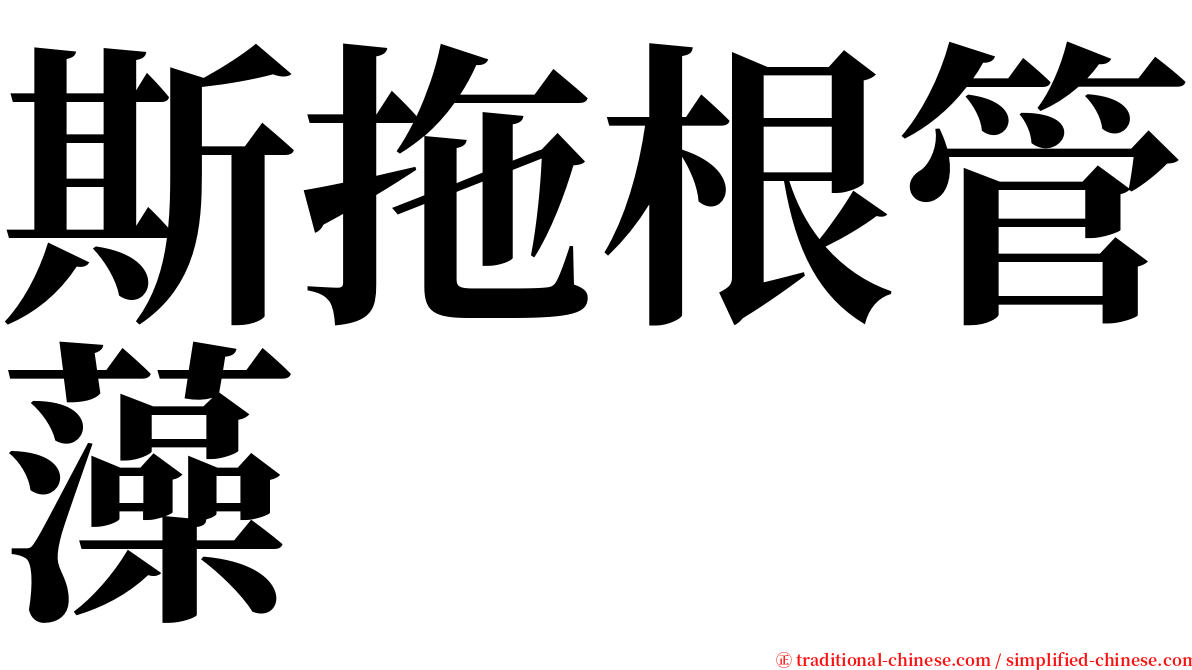 斯拖根管藻 serif font