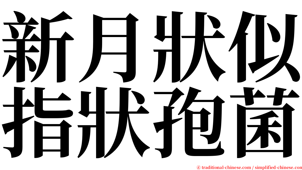 新月狀似指狀孢菌 serif font