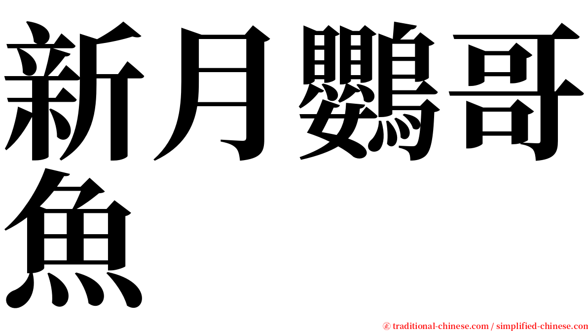 新月鸚哥魚 serif font