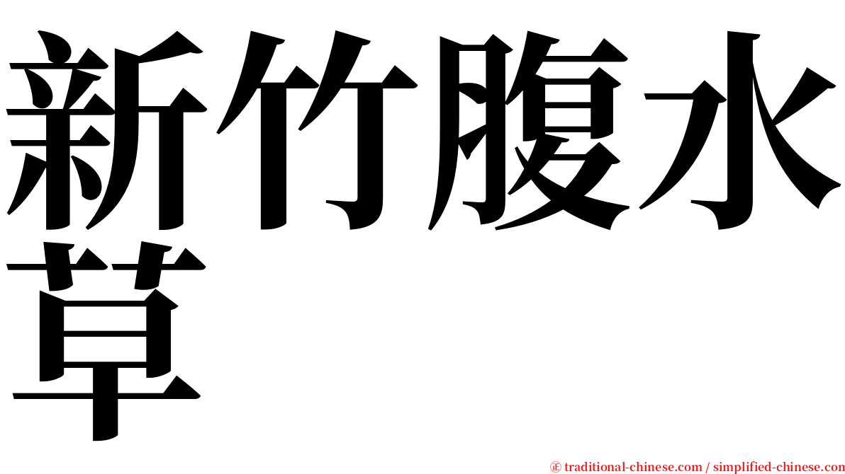 新竹腹水草 serif font