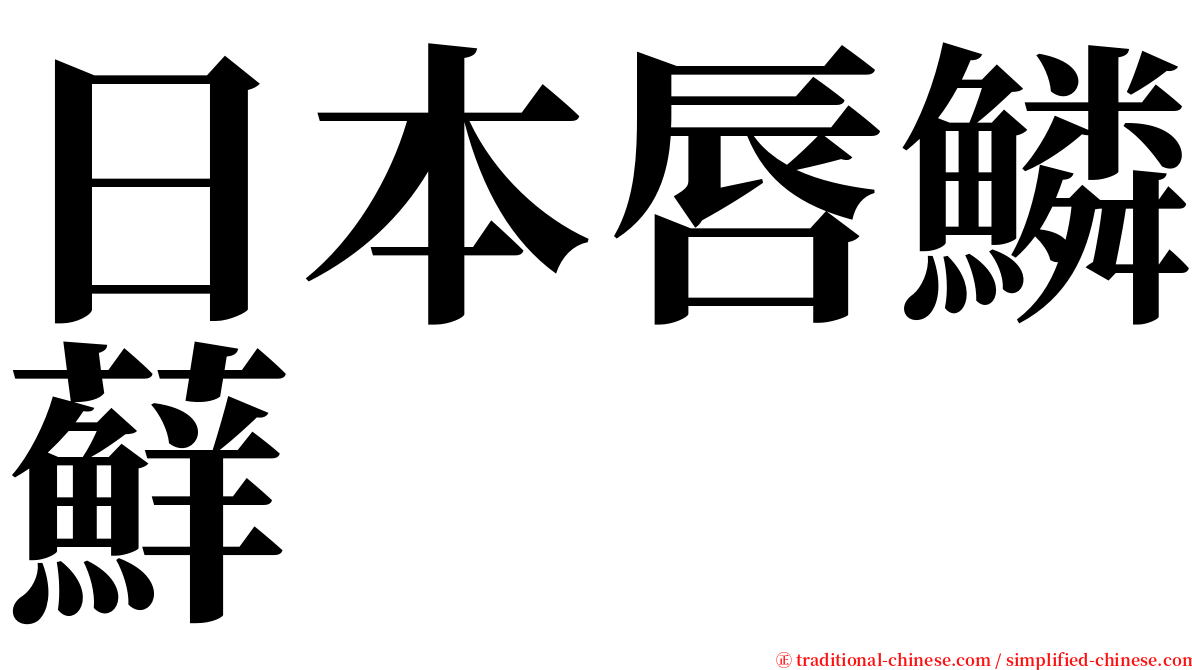 日本唇鱗蘚 serif font