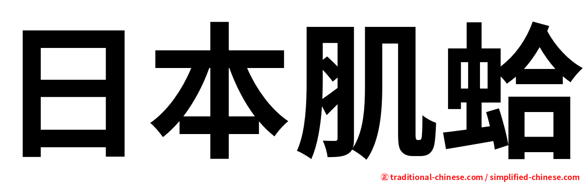 日本肌蛤