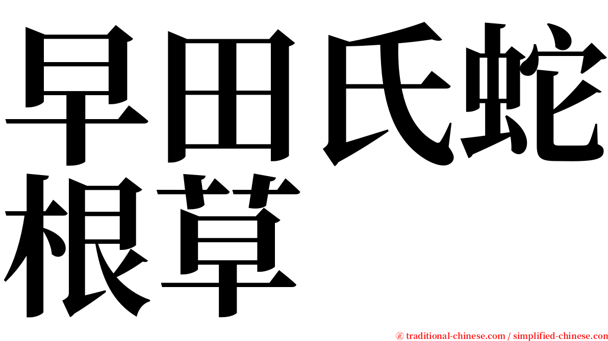 早田氏蛇根草 serif font