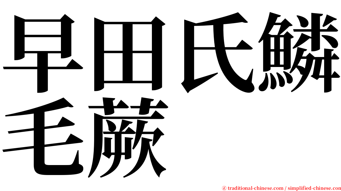 早田氏鱗毛蕨 serif font