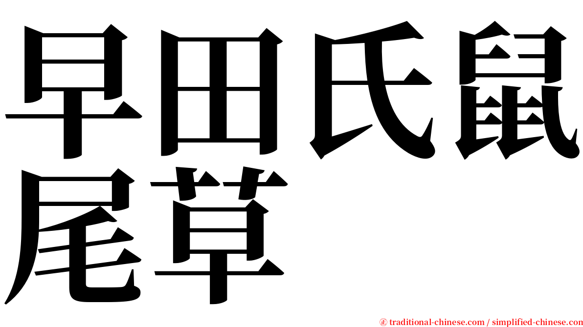 早田氏鼠尾草 serif font