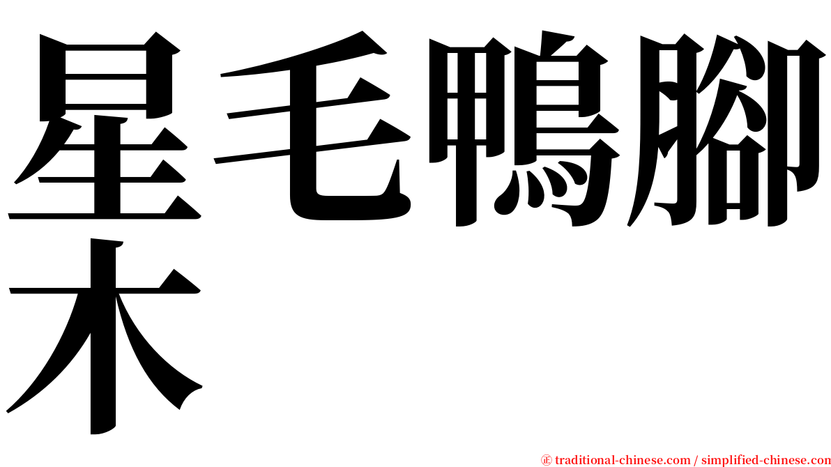 星毛鴨腳木 serif font