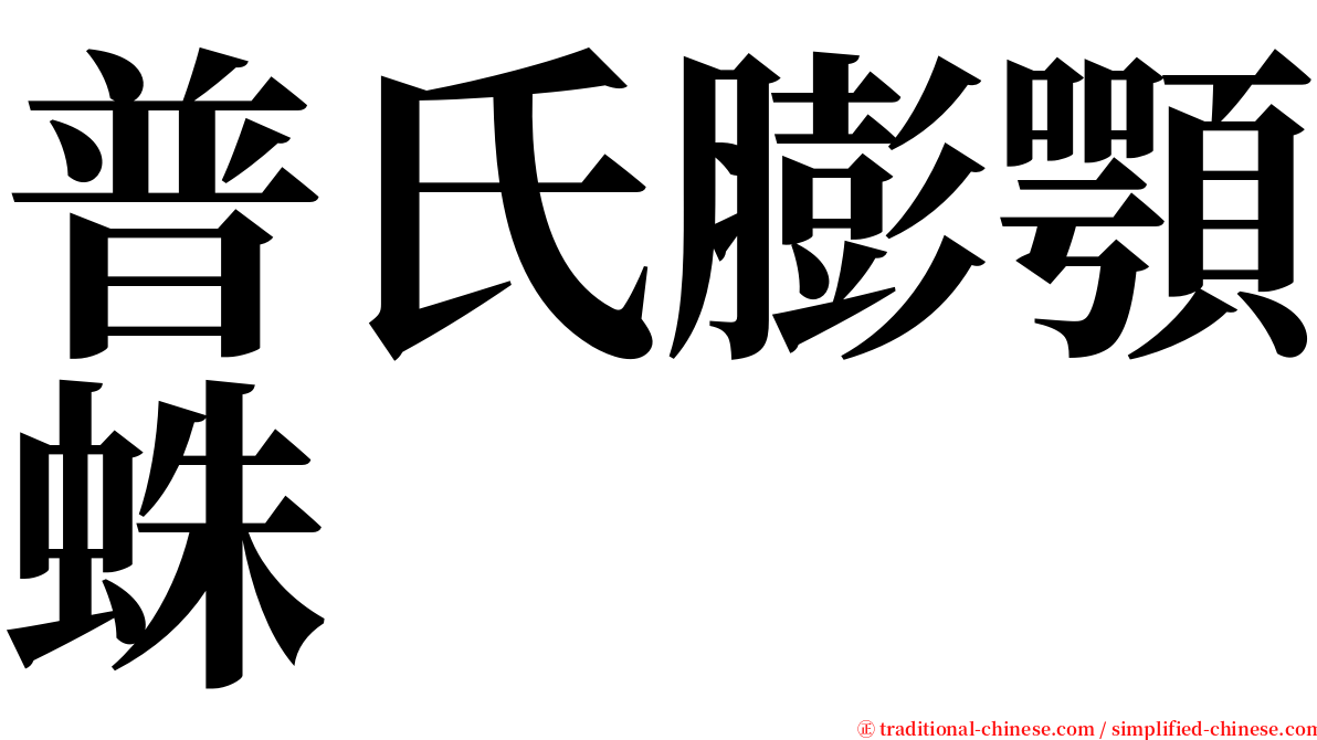 普氏膨顎蛛 serif font