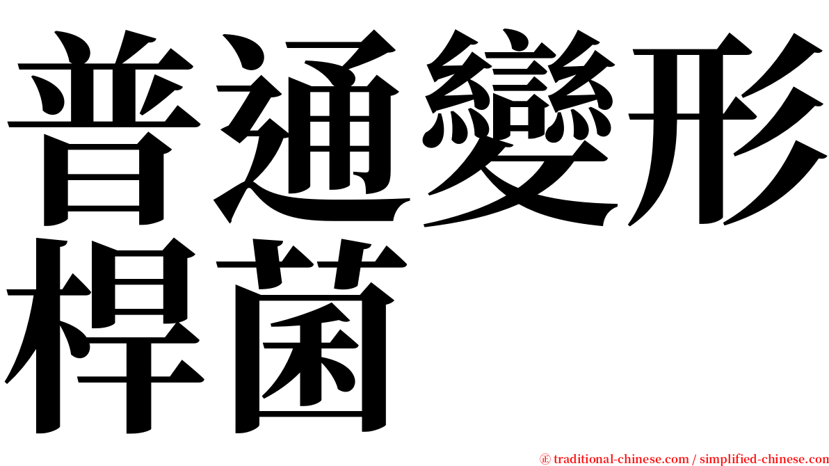 普通變形桿菌 serif font