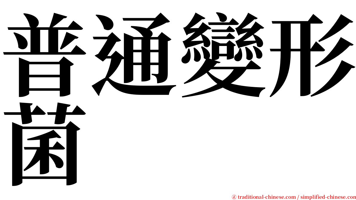 普通變形菌 serif font