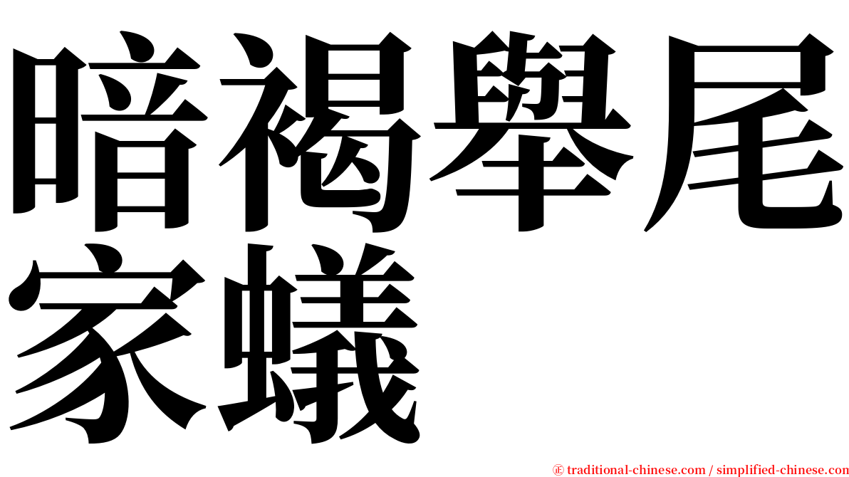 暗褐舉尾家蟻 serif font