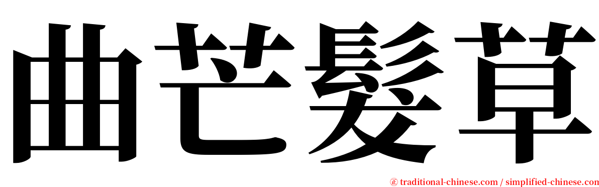 曲芒髮草 serif font