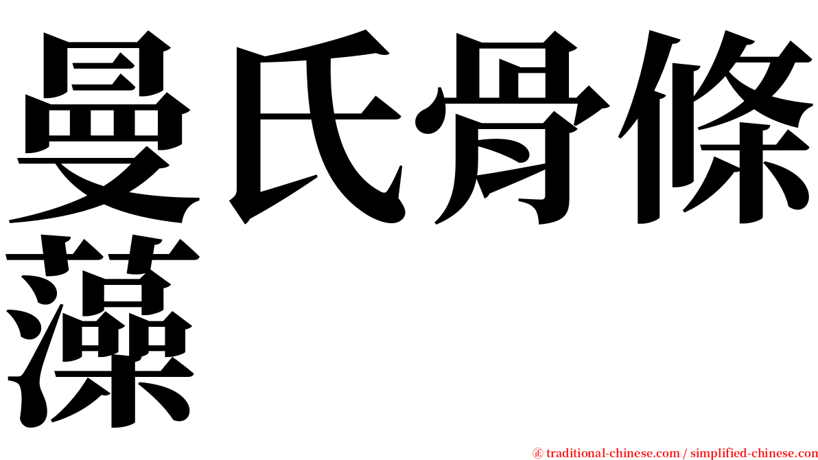 曼氏骨條藻 serif font