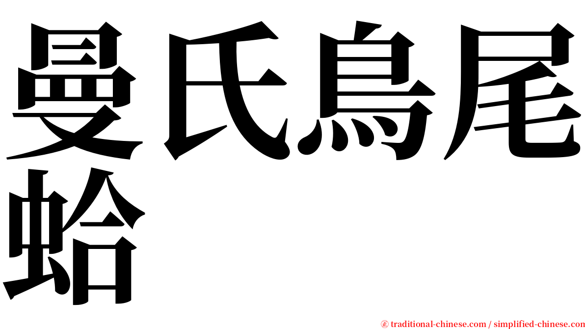 曼氏鳥尾蛤 serif font